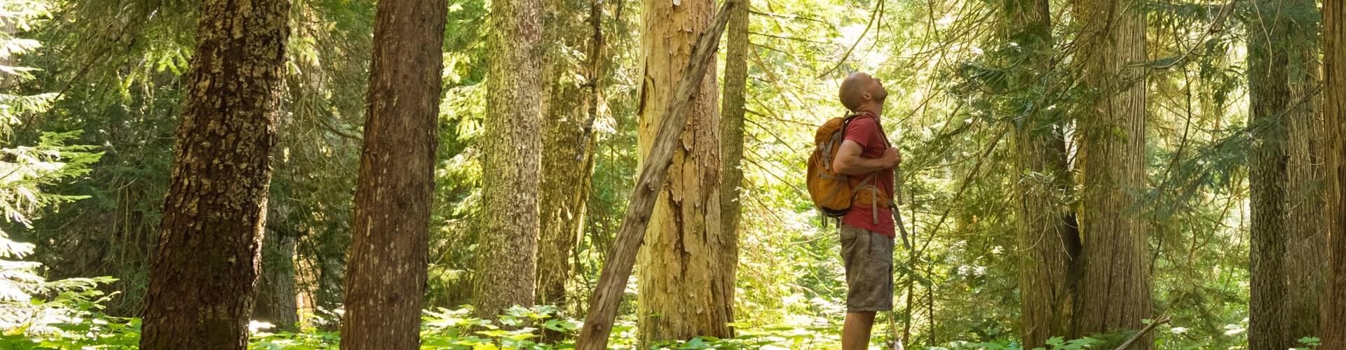 Man walking in the forest