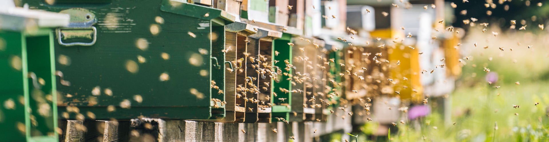 Row of bee hives with lots of bees flying around