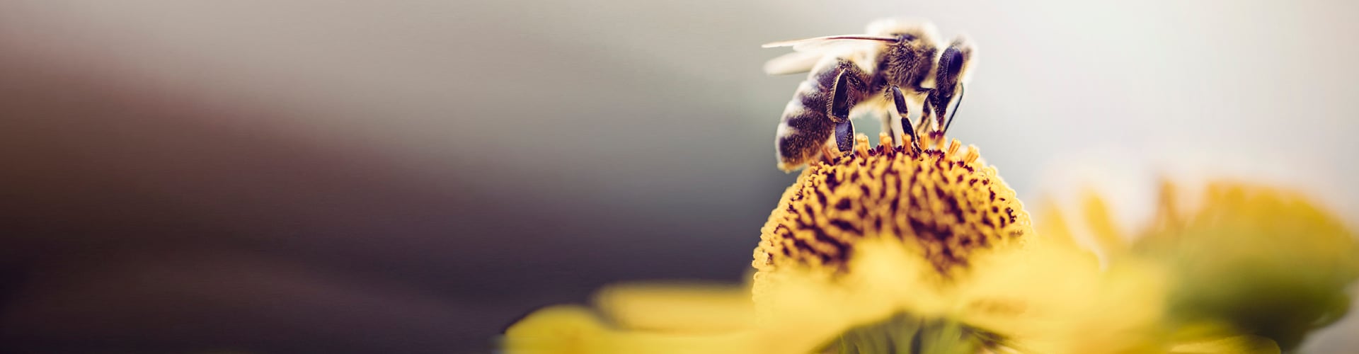 Bee on flower